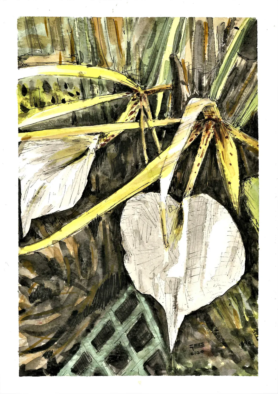 Las flores de paco, VAR-001. Acuarela y tinta, 17,5 × 25 cm.